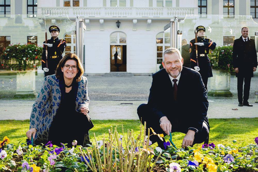 Holandské tulipány zakvitnú v Prezidentskej záhrade